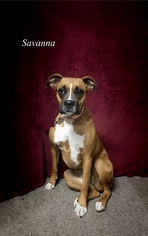 Boxer Dogs for adoption in Chester, IL, USA