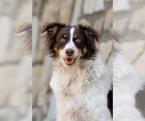 Border-Aussie Dogs for adoption in McKinney, TX, USA