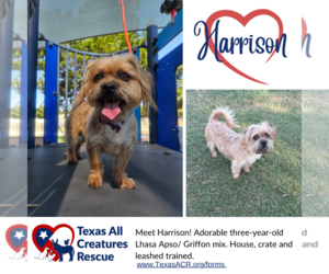 Lhaffon Dogs for adoption in Lillian, TX, USA