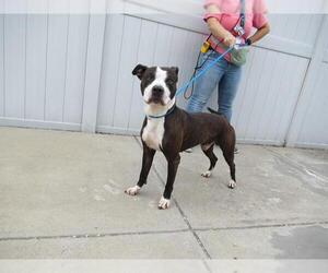 American Pit Bull Terrier-Unknown Mix Dogs for adoption in Louisville, KY, USA