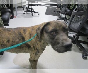Catahoula Leopard Dog Dogs for adoption in Temple, TX, USA