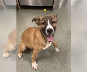 Mutt Dogs for adoption in Lee's Summit, MO, USA