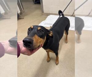 Doberman Pinscher Dogs for adoption in Santa Maria, CA, USA