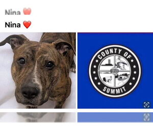American Pit Bull Terrier-Unknown Mix Dogs for adoption in Akron, OH, USA