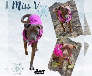 American Pit Bull Terrier-Unknown Mix Dogs for adoption in Lindsay, CA, USA