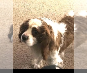 Cavalier King Charles Spaniel Dogs for adoption in St. Louis Park, MN, USA