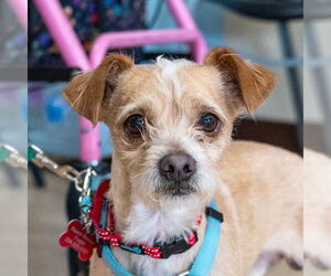 Chihuahua-Unknown Mix Dogs for adoption in Mundelein, IL, USA