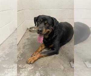 Rottweiler Dogs for adoption in Rosenberg, TX, USA