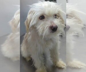Maltichon Dogs for adoption in Escondido, CA, USA