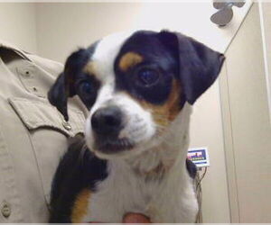 Beagle-Chihuahua Mix Dogs for adoption in Sacramento, CA, USA