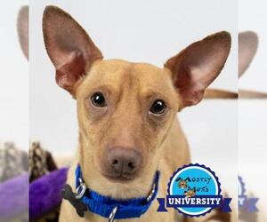Chiweenie Dogs for adoption in Kennesaw, GA, USA