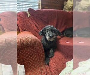Poodle (Miniature)-Unknown Mix Dogs for adoption in Weatherford, TX, USA