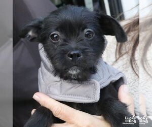 Chihuahua-Unknown Mix Dogs for adoption in Washington, DC, USA