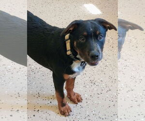 Rottweiler-Unknown Mix Dogs for adoption in York, SC, USA