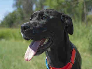 Boxador Dogs for adoption in Denver, CO, USA