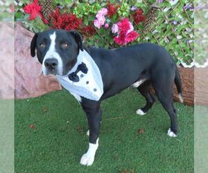 Mutt Dogs for adoption in Oklahoma City, OK, USA