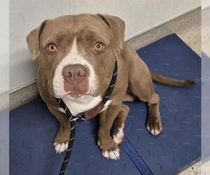 American Pit Bull Terrier Dogs for adoption in Bakersfield, CA, USA