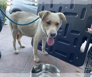 Labrador Retriever Dogs for adoption in Pasadena, CA, USA