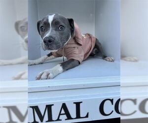 American Pit Bull Terrier-Unknown Mix Dogs for adoption in Houston, TX, USA
