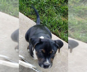 Mutt Dogs for adoption in Oak Ridge, TN, USA