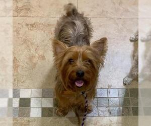 Norwich Terrier-Unknown Mix Dogs for adoption in Montgomery, TX, USA