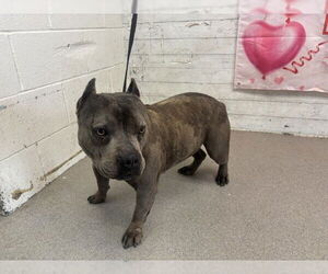 Mutt Dogs for adoption in San Bernardino, CA, USA