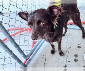 Chihuahua Dogs for adoption in Bakersfield, CA, USA