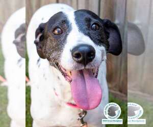 Pointer-Unknown Mix Dogs for adoption in Kennesaw, GA, USA