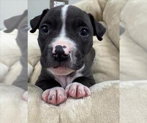 American Pit Bull Terrier Dogs for adoption in Tracy, CA, USA