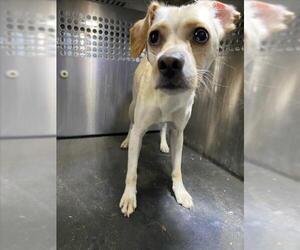 Chihuahua Dogs for adoption in Woodland, CA, USA