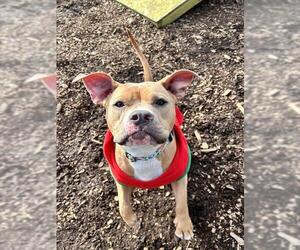 Mutt Dogs for adoption in Waterford, VA, USA