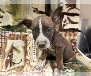 American Pit Bull Terrier-Unknown Mix Dogs for adoption in HESPERIA, CA, USA
