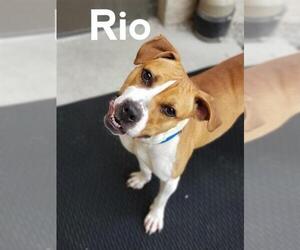Boxer-Staffordshire Bull Terrier Mix Dogs for adoption in Interlochen, MI, USA