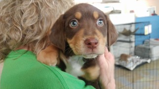 Medium Photo #1 Mutt Puppy For Sale in Trenton, MO, USA