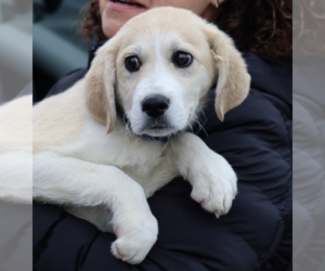 Great Pyrenees-Unknown Mix Dogs for adoption in Brooklyn, NY, USA