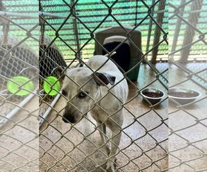 American Pit Bull Terrier-Unknown Mix Dogs for adoption in Shreveport, LA, USA