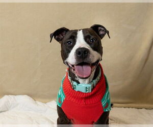 Mutt Dogs for adoption in Ames, IA, USA