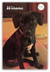 Medium Photo #1 Labrador Retriever Puppy For Sale in Plainfield, IL, USA