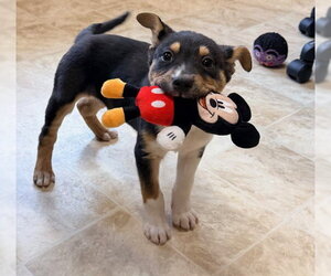 Collie-Unknown Mix Dogs for adoption in Raleigh, NC, USA