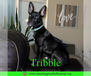 Mutt Dogs for adoption in Pensacola, FL, USA