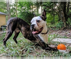 Boston Terrier Dogs for adoption in Burlington, NC, USA