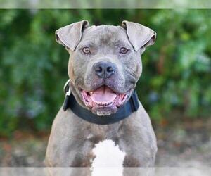 American Pit Bull Terrier-Unknown Mix Dogs for adoption in Tavares, FL, USA