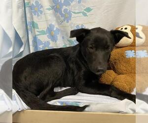 German Shepherd Dog-Unknown Mix Dogs for adoption in Modesto, CA, USA