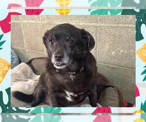 Chihuahua Dogs for adoption in Ojai, CA, USA