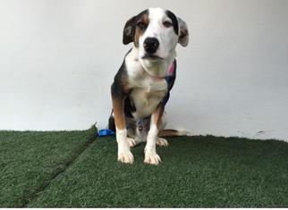 Border-Aussie Dogs for adoption in Visalia, CA, USA