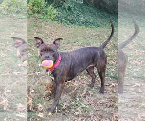 Staffordshire Bull Terrier Dogs for adoption in Mount Laurel, NJ, USA