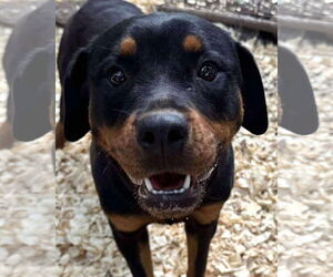 Rottweiler Dogs for adoption in Hillsboro, NH, USA
