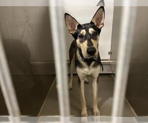 Siberian Husky-Unknown Mix Dogs for adoption in Modesto, CA, USA