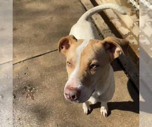 Mutt Dogs for adoption in Shreveport, LA, USA
