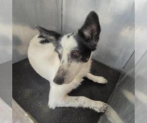 Australian Shepherd-Unknown Mix Dogs for adoption in San Antonio, TX, USA